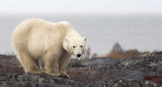 A Frontier Town, Polar Bears, and the Open-Platform Video Surveillance Community