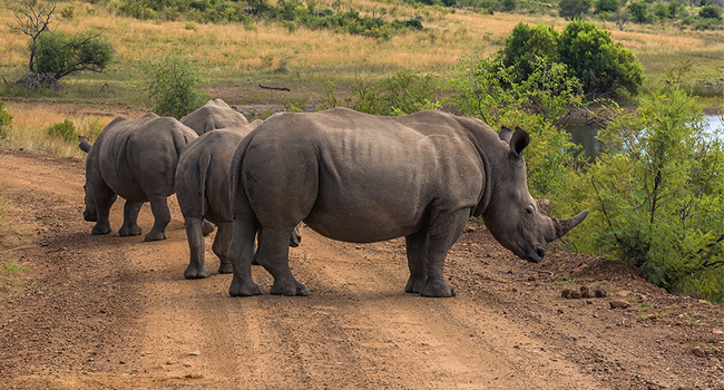 Surveillance System Used to Deter Rhino Poachers