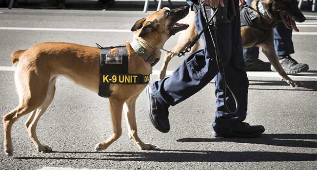 Washington State Hospital Employs Security Dog to Curb Violence