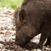 trapping wild hogs - state harnesses power by using cellular network