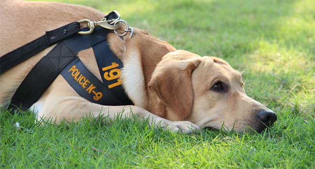 Police Are Training Canines to Sniff Out Electronics
