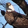 The American Symbol Comes Under Video Surveillance