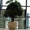 Airport Security Using Bomb-sniffing Plants