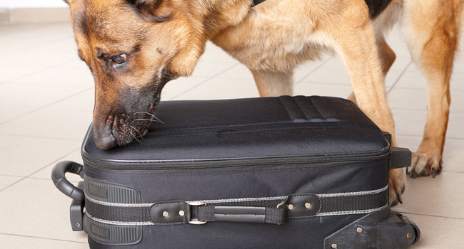 Undercover Agents Set Out to Beat Airport Security