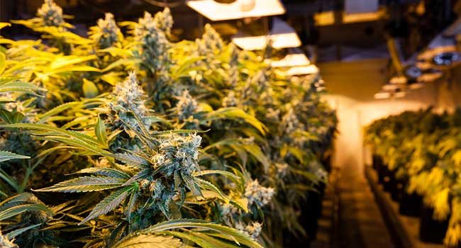 Hemp Farm Boosting Security After Increase in Visitors