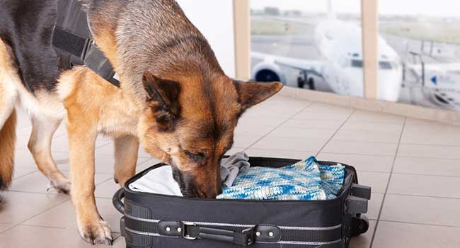 Detroit Metro Airport Enhances Security with K9s