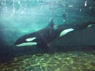 Morgan the killer whale is one of the stars at the Dutch Dolfinarium.