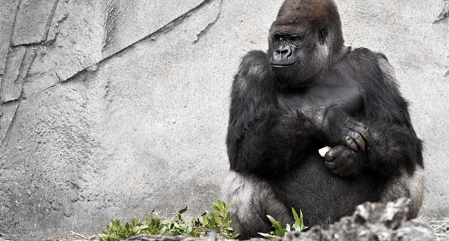 Gorilla Boy Incident Sparks Conversation about Zoo Security