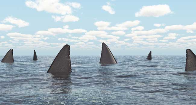 Sharks and Hackers:  A How-To Guide on Biting Back